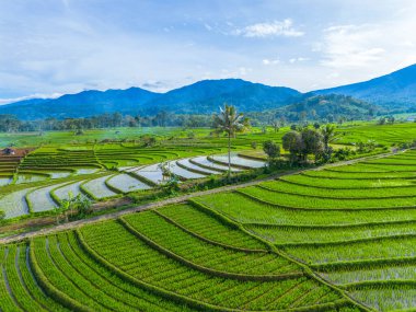 Güzel bir sabah manzarası Endonezya manzara ormanı güzellik rengi ve gökyüzü doğal ışığı