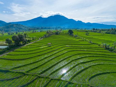 Güzel bir sabah manzarası Endonezya manzara ormanı güzellik rengi ve gökyüzü doğal ışığı
