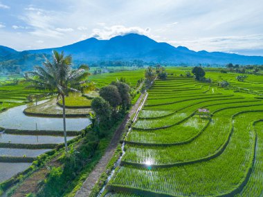 Güzel bir sabah manzarası Endonezya manzara ormanı güzellik rengi ve gökyüzü doğal ışığı