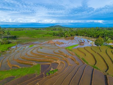 Güzel bir sabah manzarası Endonezya manzara ormanı güzellik rengi ve gökyüzü doğal ışığı