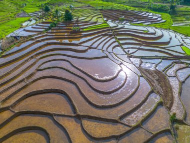 Güzel bir sabah manzarası Endonezya manzara ormanı güzellik rengi ve gökyüzü doğal ışığı