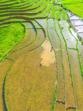Güzel bir sabah manzarası Endonezya manzara ormanı güzellik rengi ve gökyüzü doğal ışığı