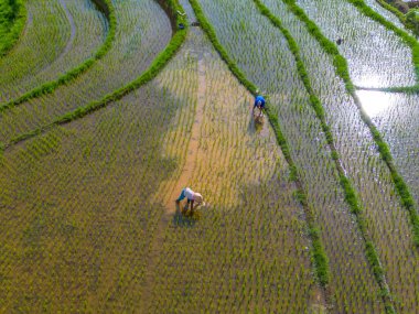 Güzel bir sabah manzarası Endonezya manzara ormanı güzellik rengi ve gökyüzü doğal ışığı