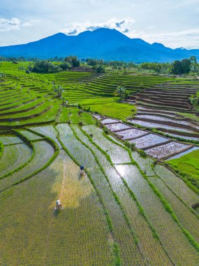 Güzel bir sabah manzarası Endonezya manzara ormanı güzellik rengi ve gökyüzü doğal ışığı