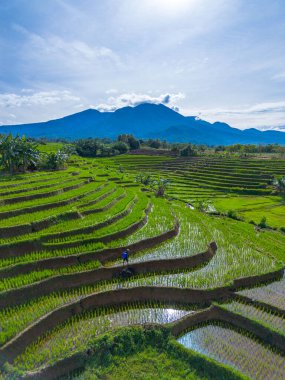 Güzel bir sabah manzarası Endonezya manzara ormanı güzellik rengi ve gökyüzü doğal ışığı