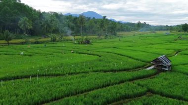 Güzel bir sabah manzarası Endonezya manzara ormanı güzellik rengi ve gökyüzü doğal ışığı