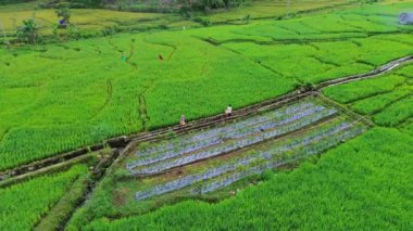 Güzel bir sabah manzarası Endonezya manzara ormanı güzellik rengi ve gökyüzü doğal ışığı