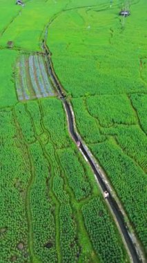 Güzel bir sabah manzarası Endonezya manzara ormanı güzellik rengi ve gökyüzü doğal ışığı