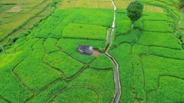 Güzel bir sabah manzarası Endonezya manzara ormanı güzellik rengi ve gökyüzü doğal ışığı