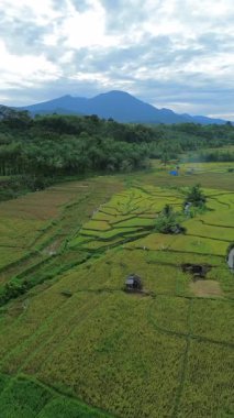 Güzel bir sabah manzarası Endonezya manzara ormanı güzellik rengi ve gökyüzü doğal ışığı