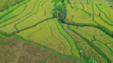 Güzel bir sabah manzarası Endonezya manzara ormanı güzellik rengi ve gökyüzü doğal ışığı