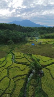 Güzel bir sabah manzarası Endonezya manzara ormanı güzellik rengi ve gökyüzü doğal ışığı