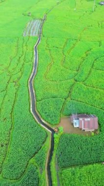 Güzel bir sabah manzarası Endonezya manzara ormanı güzellik rengi ve gökyüzü doğal ışığı