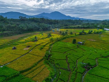 Güzel bir sabah manzarası Endonezya manzara ormanı güzellik rengi ve gökyüzü doğal ışığı