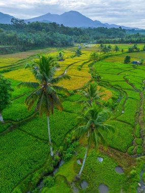 Güzel bir sabah manzarası Endonezya manzara ormanı güzellik rengi ve gökyüzü doğal ışığı