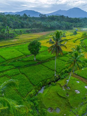 Güzel bir sabah manzarası Endonezya manzara ormanı güzellik rengi ve gökyüzü doğal ışığı