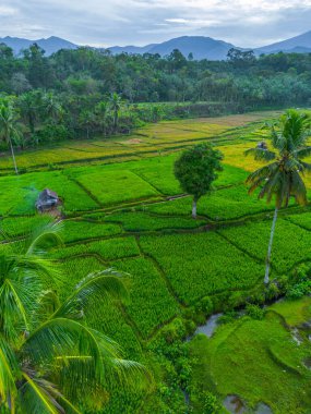 Güzel bir sabah manzarası Endonezya manzara ormanı güzellik rengi ve gökyüzü doğal ışığı
