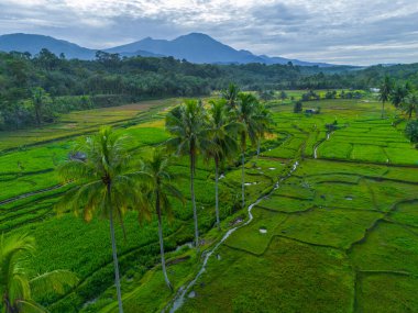 Güzel bir sabah manzarası Endonezya manzara ormanı güzellik rengi ve gökyüzü doğal ışığı