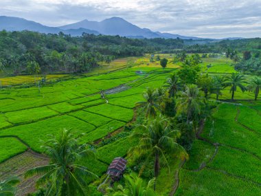 Güzel bir sabah manzarası Endonezya manzara ormanı güzellik rengi ve gökyüzü doğal ışığı