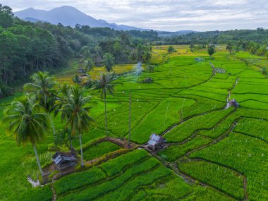 Güzel bir sabah manzarası Endonezya manzara ormanı güzellik rengi ve gökyüzü doğal ışığı