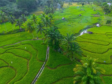 Güzel bir sabah manzarası Endonezya manzara ormanı güzellik rengi ve gökyüzü doğal ışığı