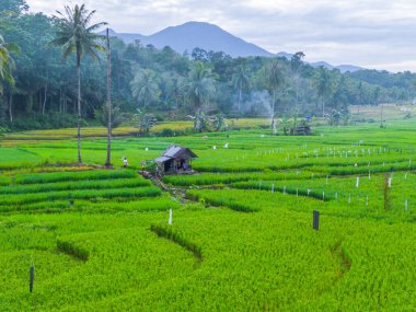 Güzel bir sabah manzarası Endonezya manzara ormanı güzellik rengi ve gökyüzü doğal ışığı