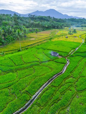 Güzel bir sabah manzarası Endonezya manzara ormanı güzellik rengi ve gökyüzü doğal ışığı