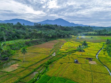 Güzel bir sabah manzarası Endonezya manzara ormanı güzellik rengi ve gökyüzü doğal ışığı