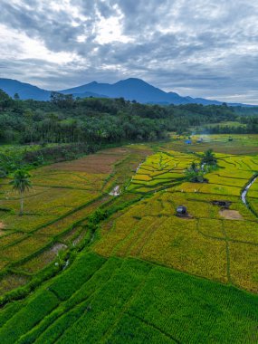 Güzel bir sabah manzarası Endonezya manzara ormanı güzellik rengi ve gökyüzü doğal ışığı