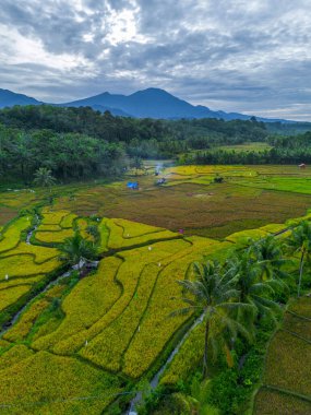 Güzel bir sabah manzarası Endonezya manzara ormanı güzellik rengi ve gökyüzü doğal ışığı