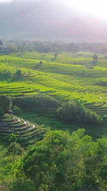 Endonezya 'nın harika gündoğumu manzarası. Parlak gökyüzü ile doğa vadisi ormanı.