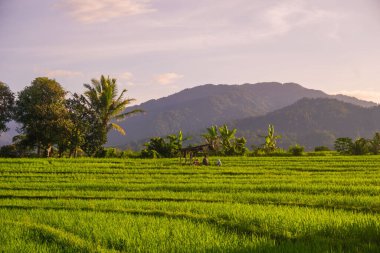 Endonezya 'nın harika gündoğumu manzarası. Parlak gökyüzü ile doğa vadisi ormanı.