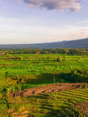 Endonezya 'nın harika gündoğumu manzarası. Parlak gökyüzü ile doğa vadisi ormanı.