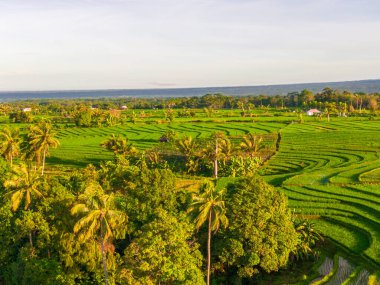 Endonezya 'nın harika gündoğumu manzarası. Parlak gökyüzü ile doğa vadisi ormanı.