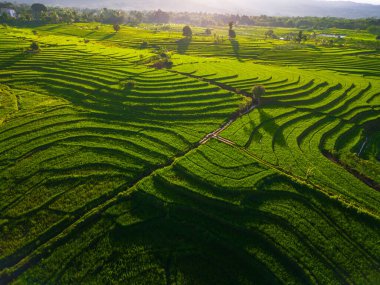 Endonezya 'nın harika gündoğumu manzarası. Parlak gökyüzü ile doğa vadisi ormanı.