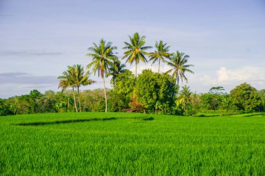 Endonezya 'nın harika gündoğumu manzarası. Parlak gökyüzü ile doğa vadisi ormanı.