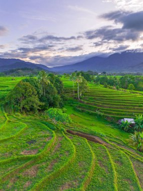 Endonezya 'nın harika gündoğumu manzarası. Parlak gökyüzü ile doğa vadisi ormanı.