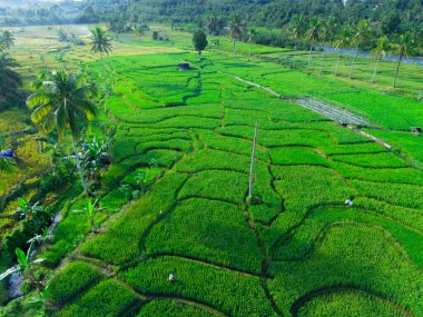Endonezya 'nın harika gündoğumu manzarası. Parlak gökyüzü ile doğa vadisi ormanı.