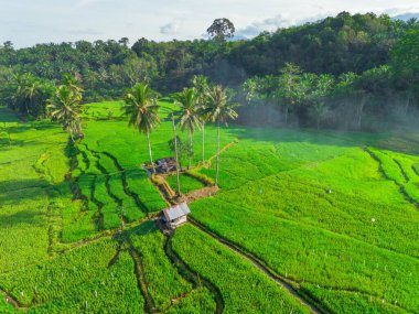 Endonezya 'nın harika gündoğumu manzarası. Parlak gökyüzü ile doğa vadisi ormanı.