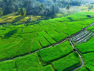 Endonezya 'nın harika gündoğumu manzarası. Parlak gökyüzü ile doğa vadisi ormanı.