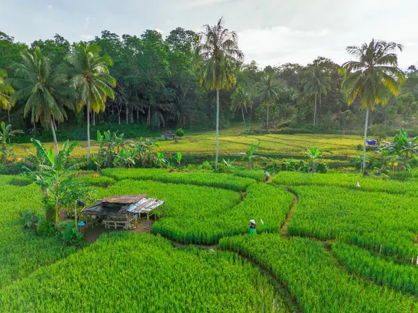 Endonezya 'nın harika gündoğumu manzarası. Parlak gökyüzü ile doğa vadisi ormanı.
