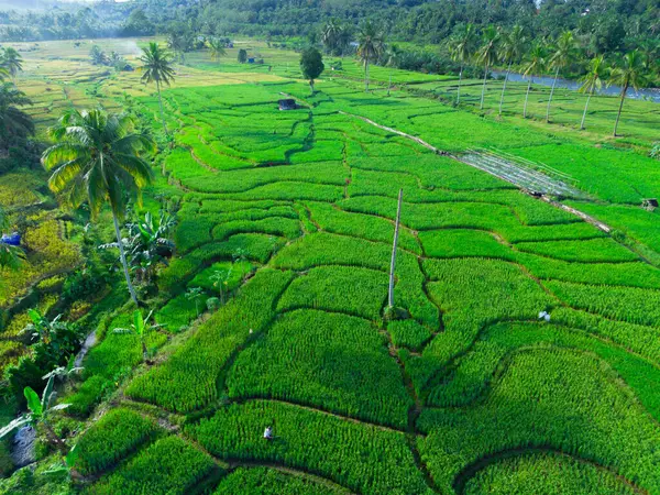Endonezya 'nın harika gündoğumu manzarası. Parlak gökyüzü ile doğa vadisi ormanı.