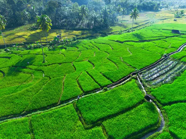 Endonezya 'nın harika gündoğumu manzarası. Parlak gökyüzü ile doğa vadisi ormanı.
