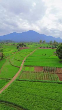 Endonezya 'nın harika gündoğumu manzarası. Parlak gökyüzü ile doğa vadisi ormanı.