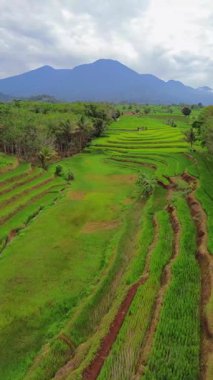 Endonezya 'nın harika gündoğumu manzarası. Parlak gökyüzü ile doğa vadisi ormanı.