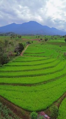 Endonezya 'nın harika gündoğumu manzarası. Parlak gökyüzü ile doğa vadisi ormanı.