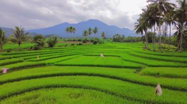 Endonezya 'nın harika gündoğumu manzarası. Parlak gökyüzü ile doğa vadisi ormanı.