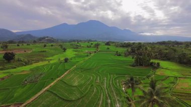 Endonezya 'nın harika gündoğumu manzarası. Parlak gökyüzü ile doğa vadisi ormanı.