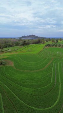 Endonezya 'nın harika gündoğumu manzarası. Parlak gökyüzü ile doğa vadisi ormanı.
