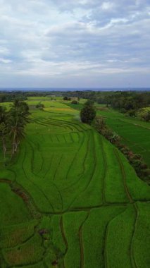 Endonezya 'nın harika gündoğumu manzarası. Parlak gökyüzü ile doğa vadisi ormanı.